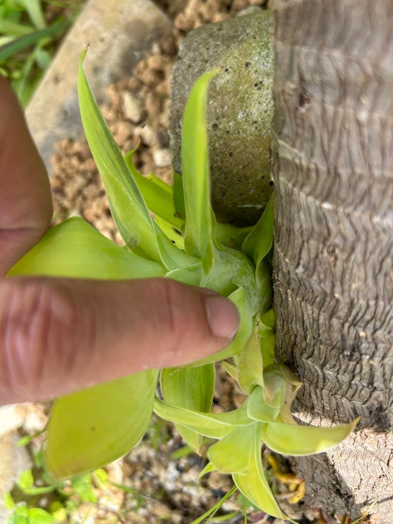 モンステラ ボルシギアナ　黄斑