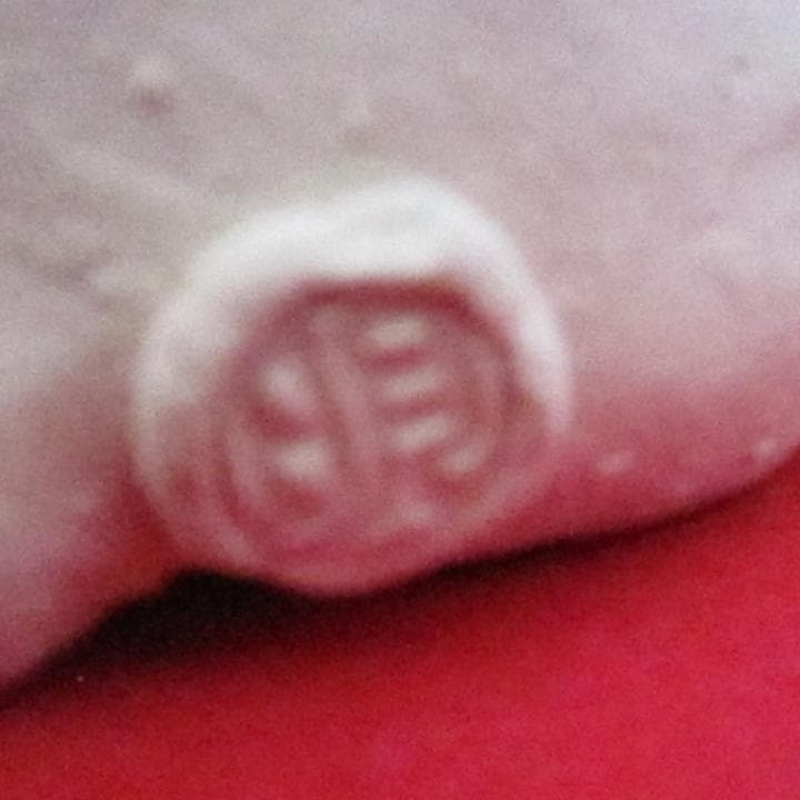 猫置物　陶器　作家　新品　　花猫 　招き猫