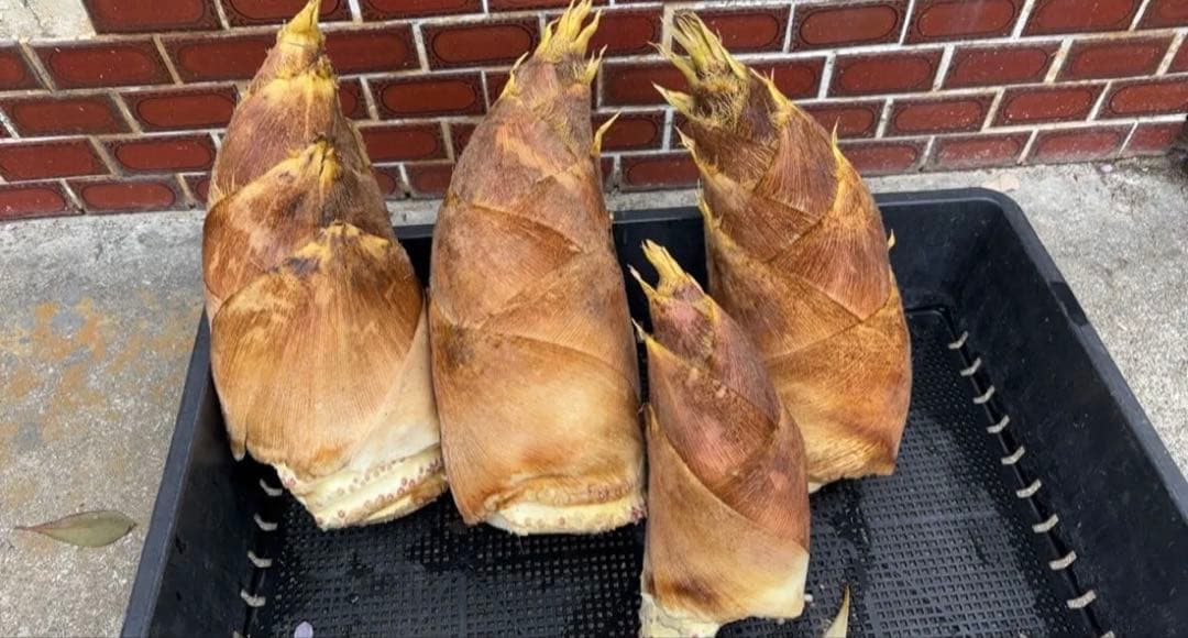 愛媛県産　白子タケノコ　３キロ＋おまけ　米糠付き　ヒロ