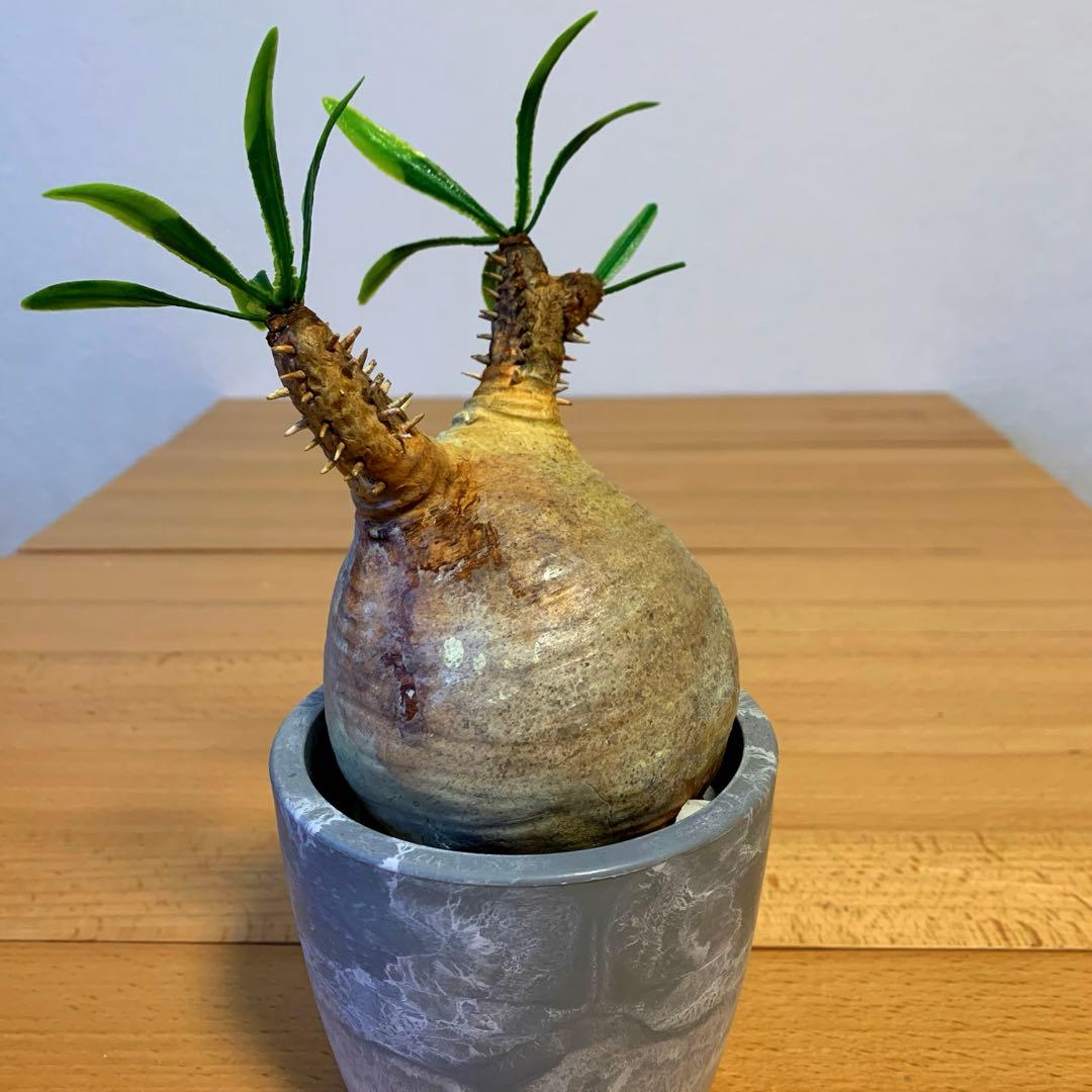 パキポディウム　グラキリス ver2-4 ※ハンドメイド作品です