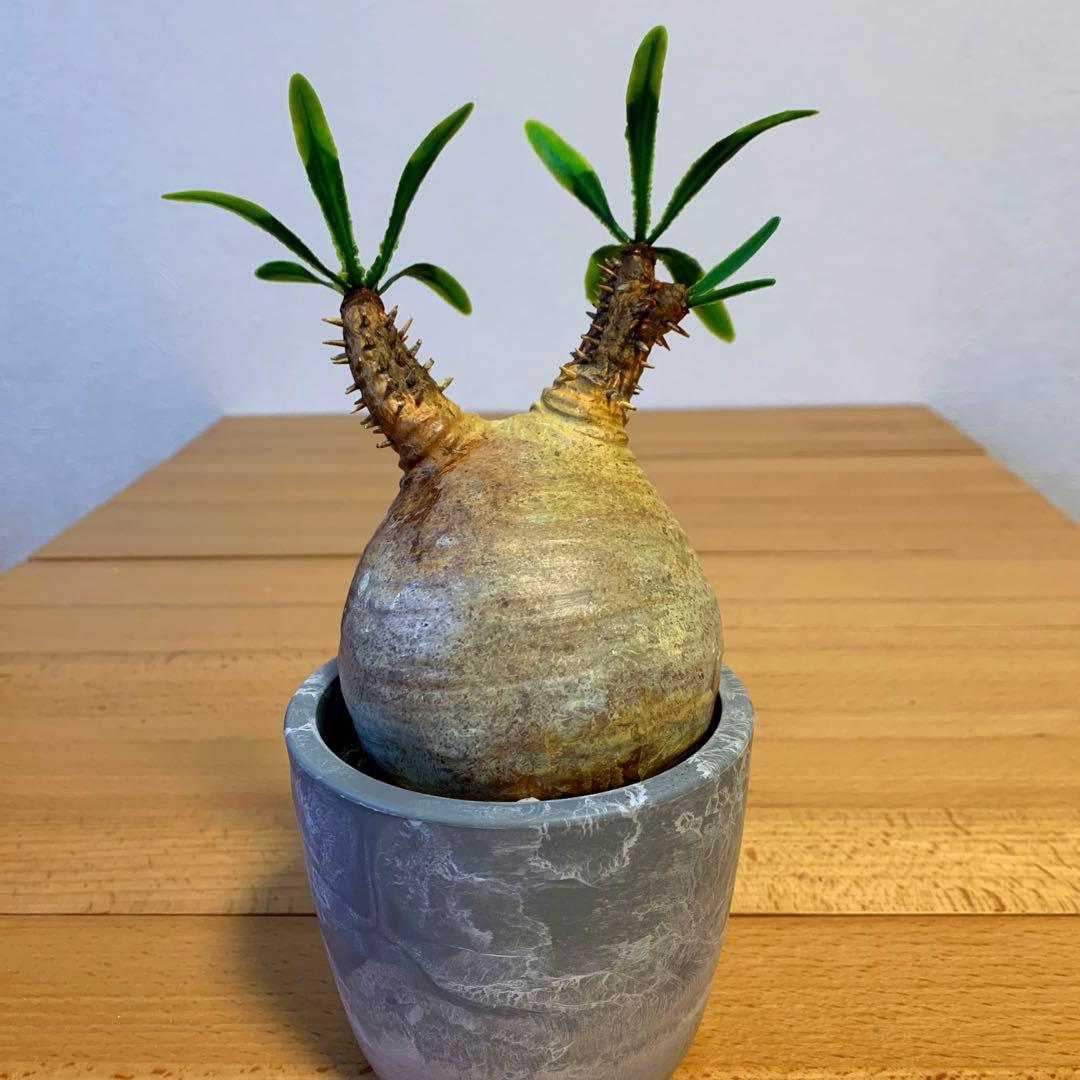 パキポディウム　グラキリス ver2-4 ※ハンドメイド作品です