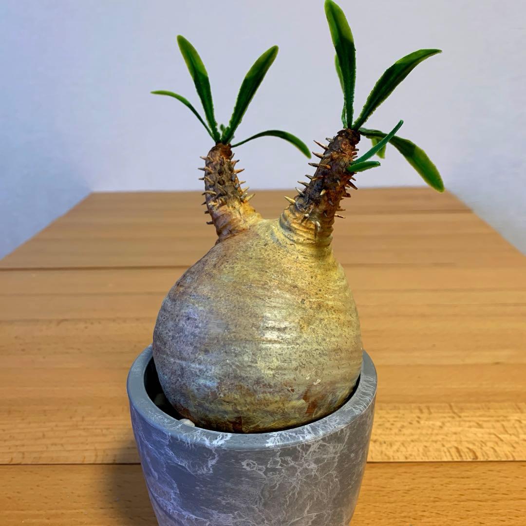 パキポディウム　グラキリス ver2-4 ※ハンドメイド作品です