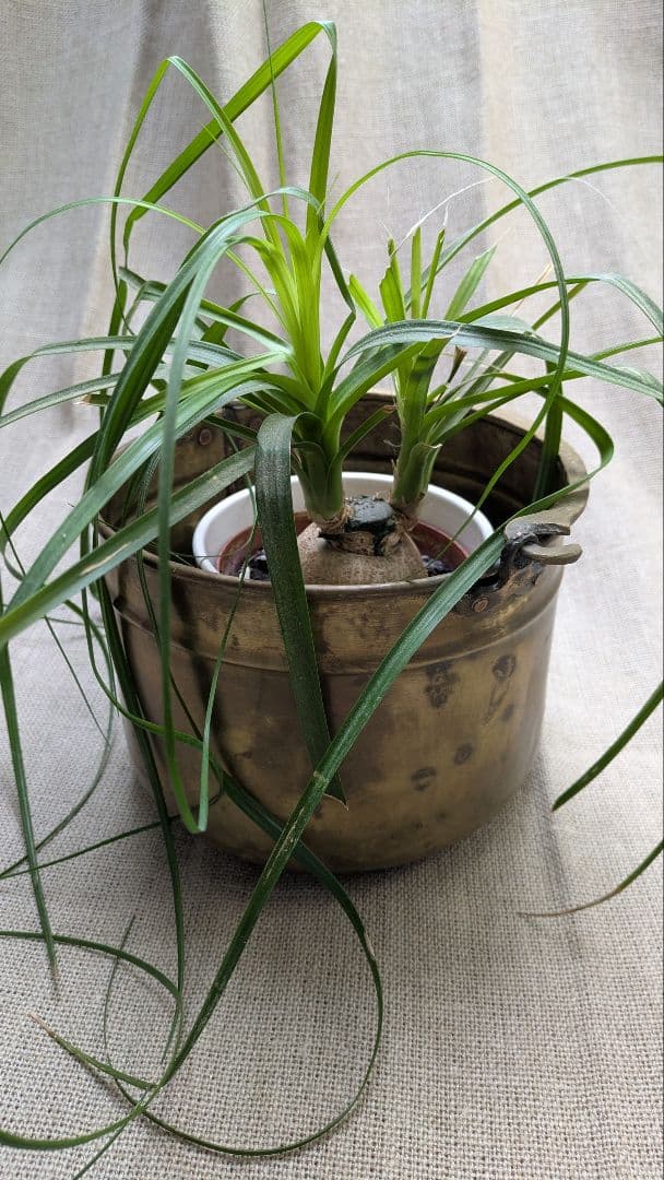 アンティークブラス 真鍮製 吊り下げポット ポットカバー 鉢カバー　i-25