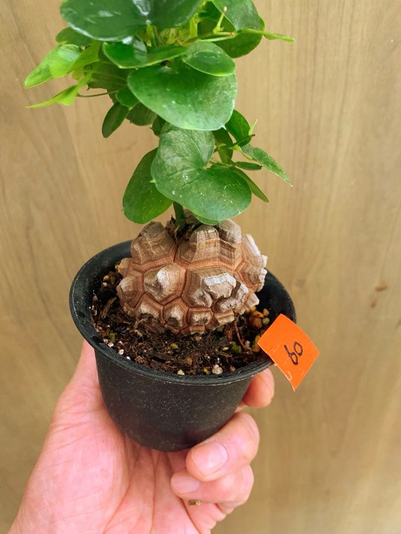 アフリカ亀甲竜　no60