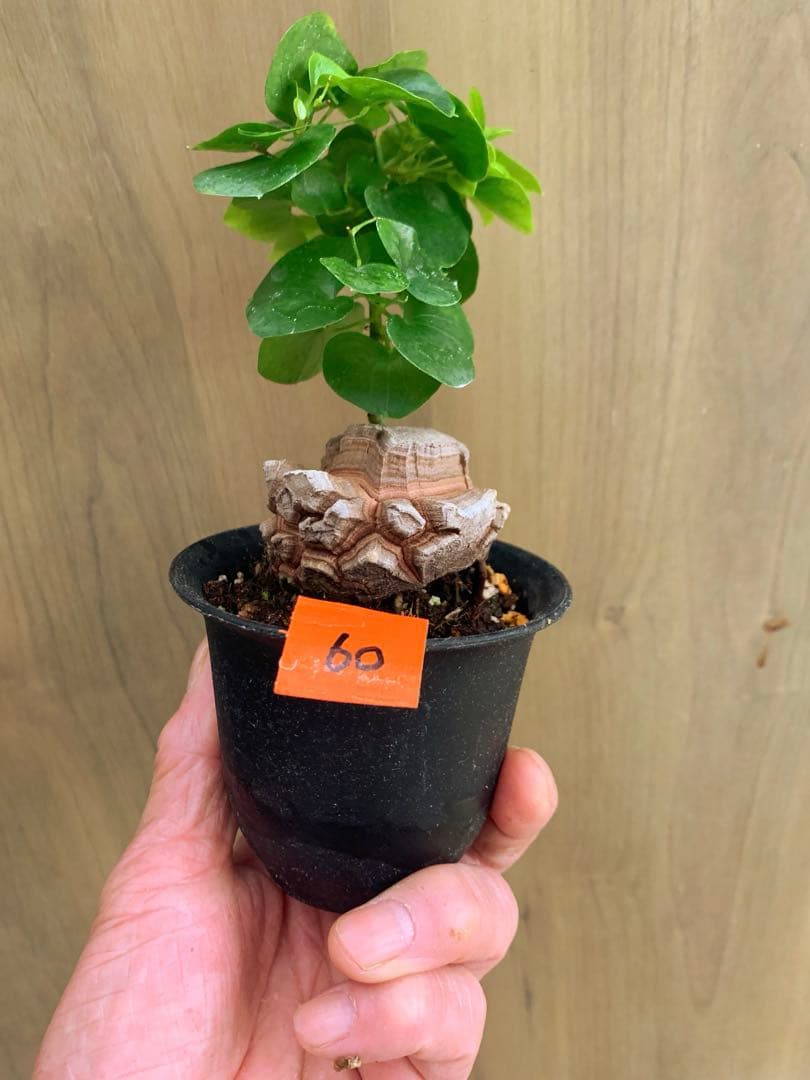 アフリカ亀甲竜　no60