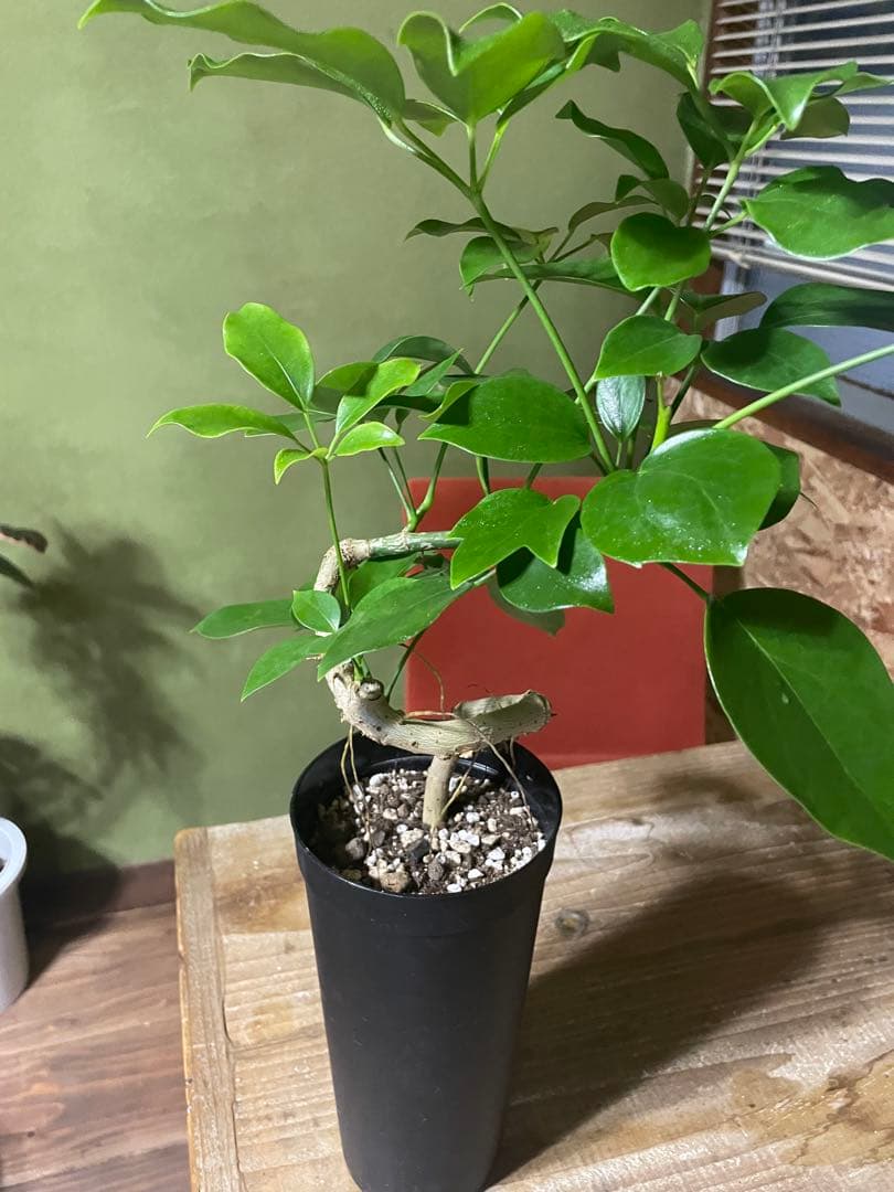 シェフレラ　エリプティカ　曲