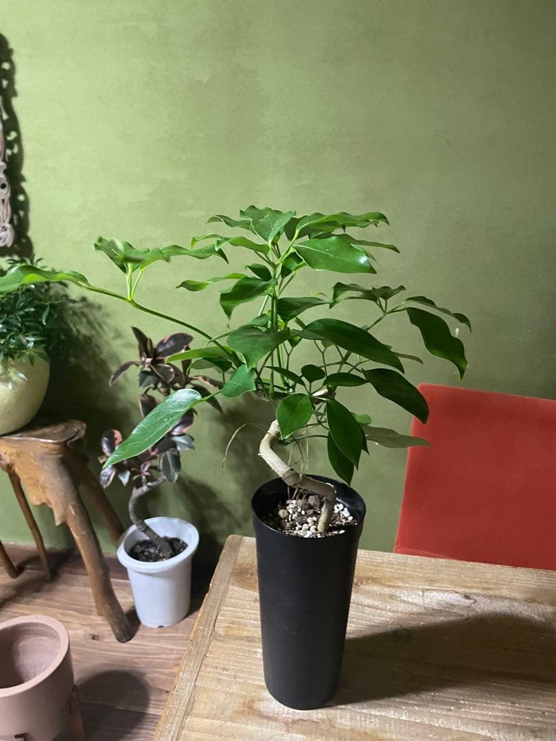 シェフレラ　エリプティカ　曲