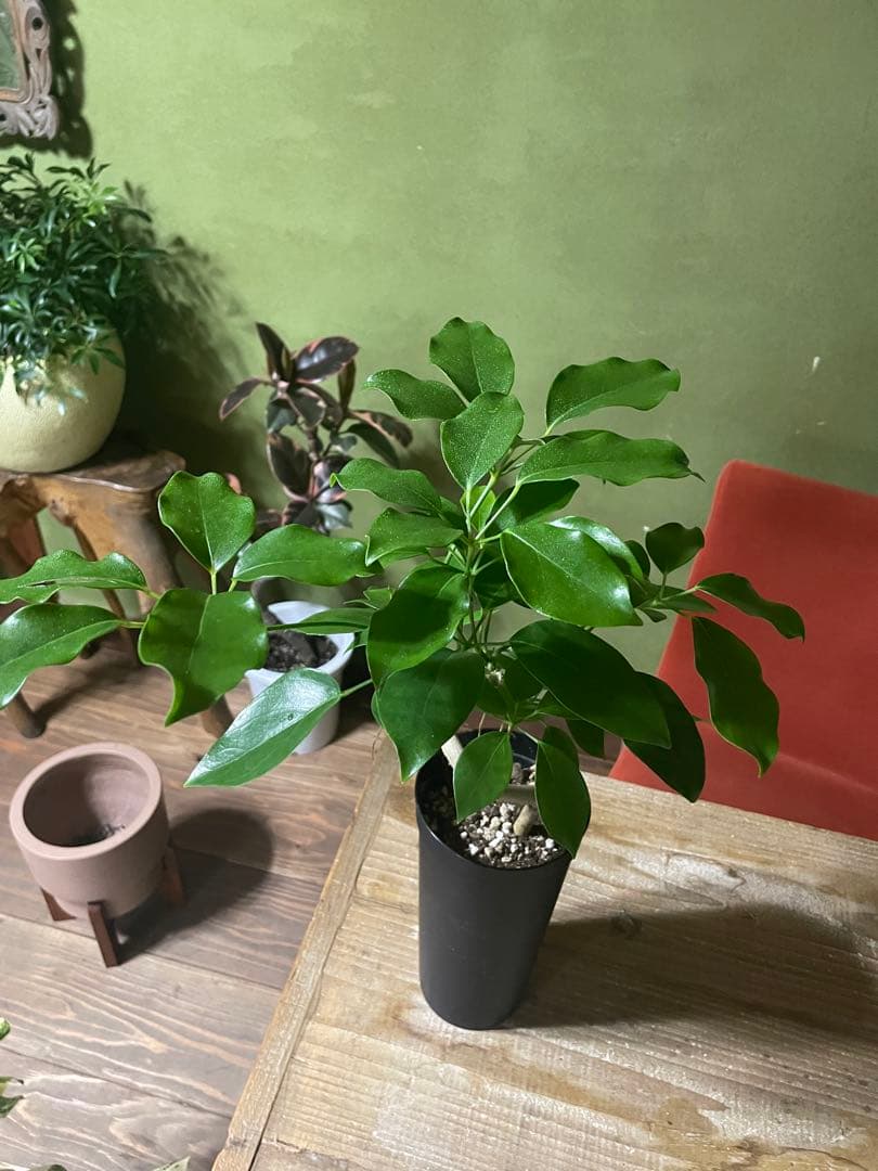 シェフレラ　エリプティカ　曲