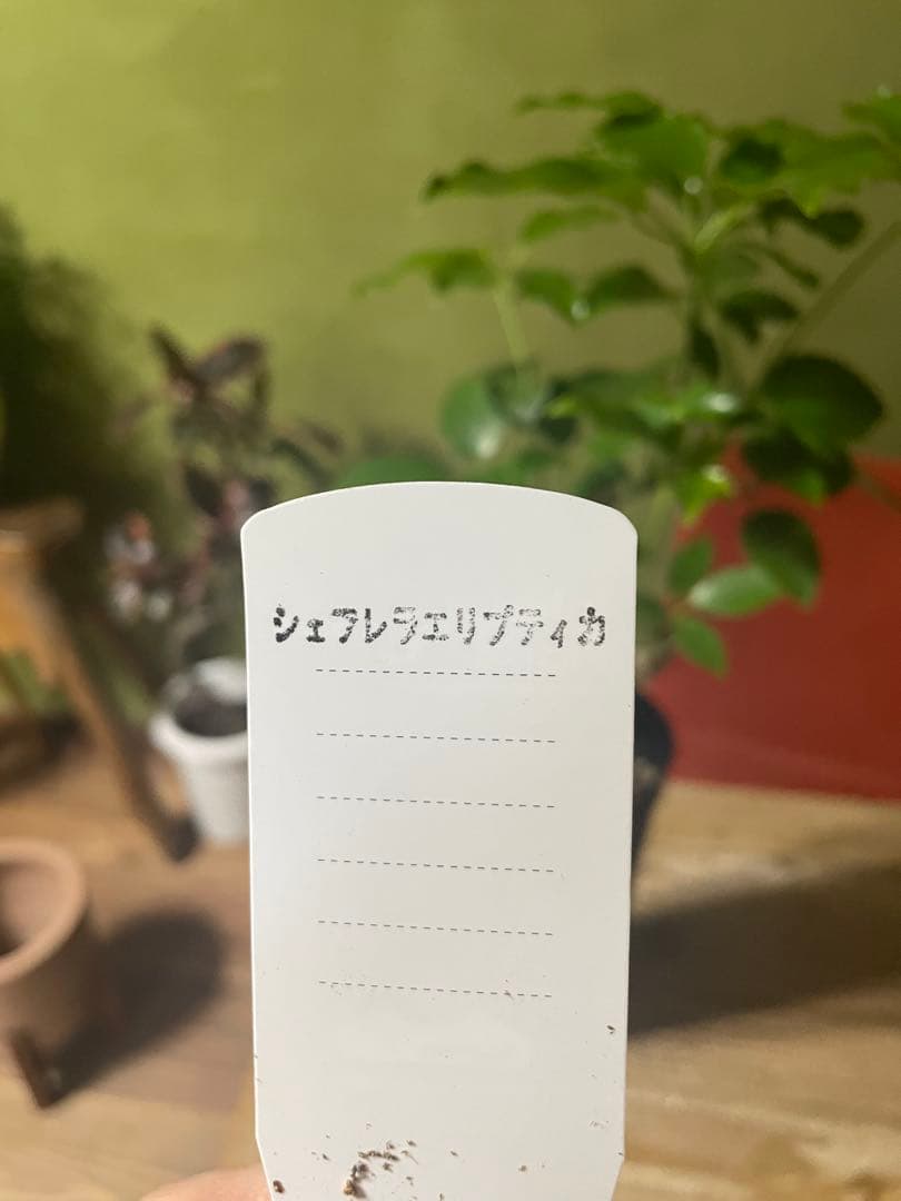 シェフレラ　エリプティカ　曲