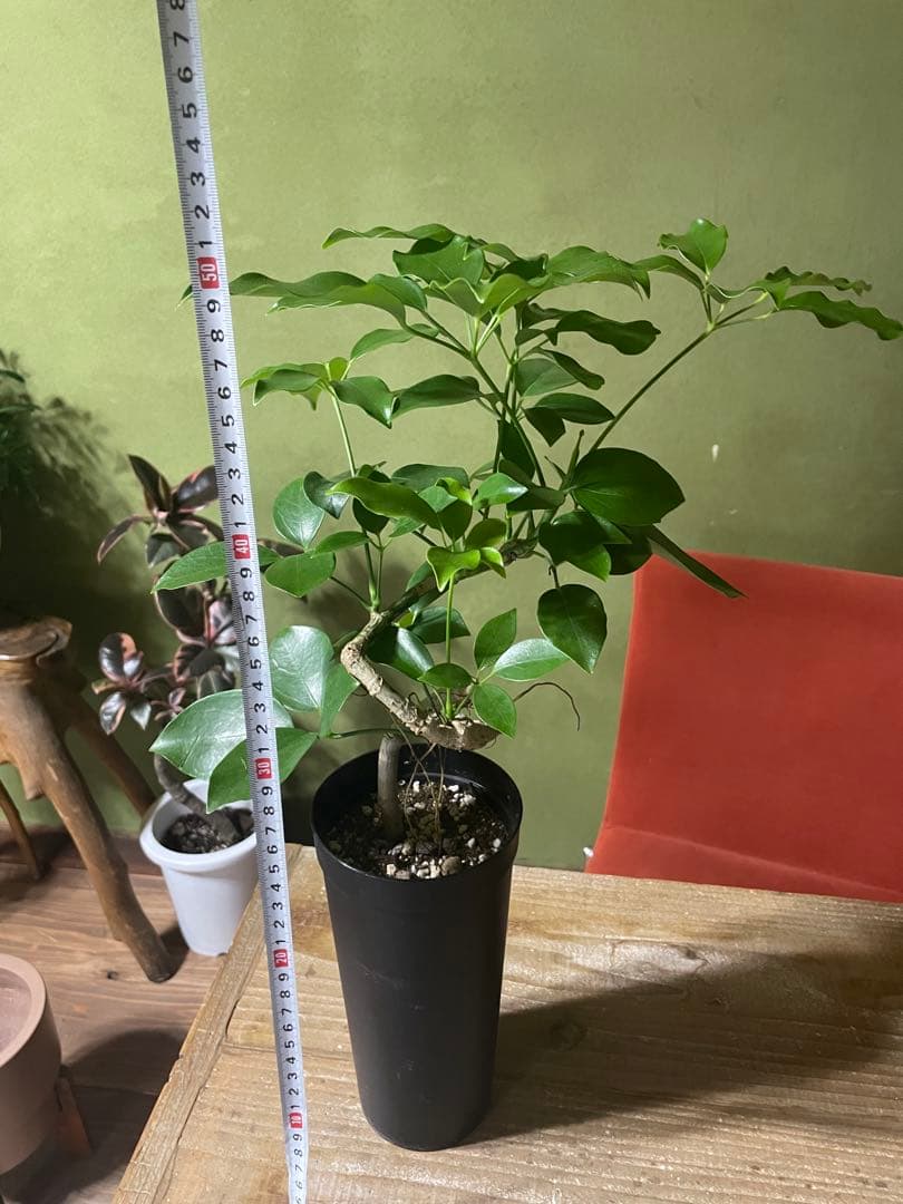 シェフレラ　エリプティカ　曲