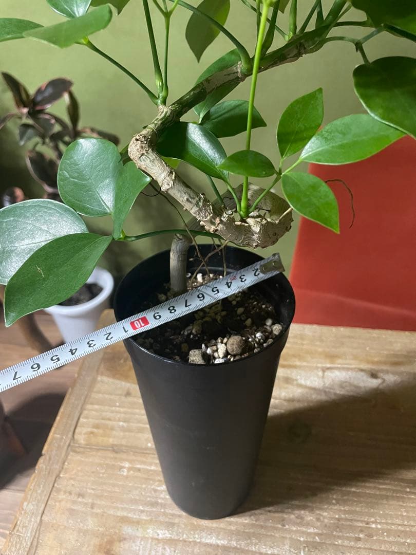 シェフレラ　エリプティカ　曲