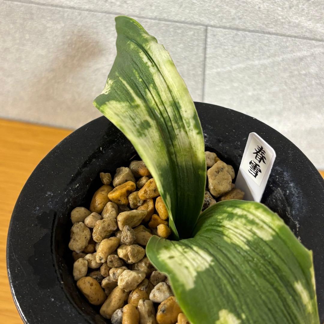 【値下げ！】万年青　春雪　獅子系　鉢付き　おもと