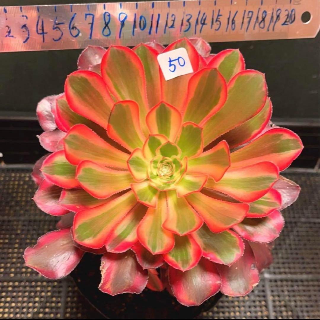 50#多肉植物アエオニウム錦❤️ シャネル ❤️1大頭8小頭17cm高22cm拨き苗