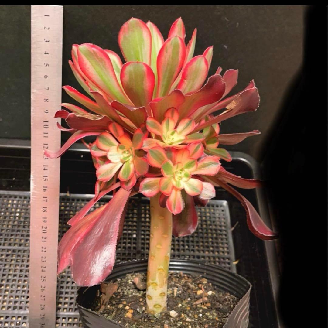 50#多肉植物アエオニウム錦❤️ シャネル ❤️1大頭8小頭17cm高22cm拨き苗