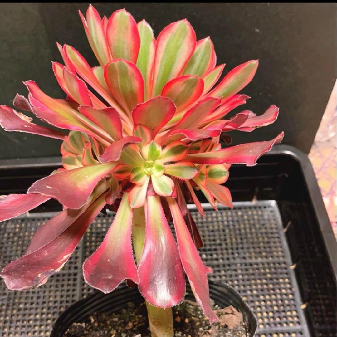 50#多肉植物アエオニウム錦❤️ シャネル ❤️1大頭8小頭17cm高22cm拨き苗