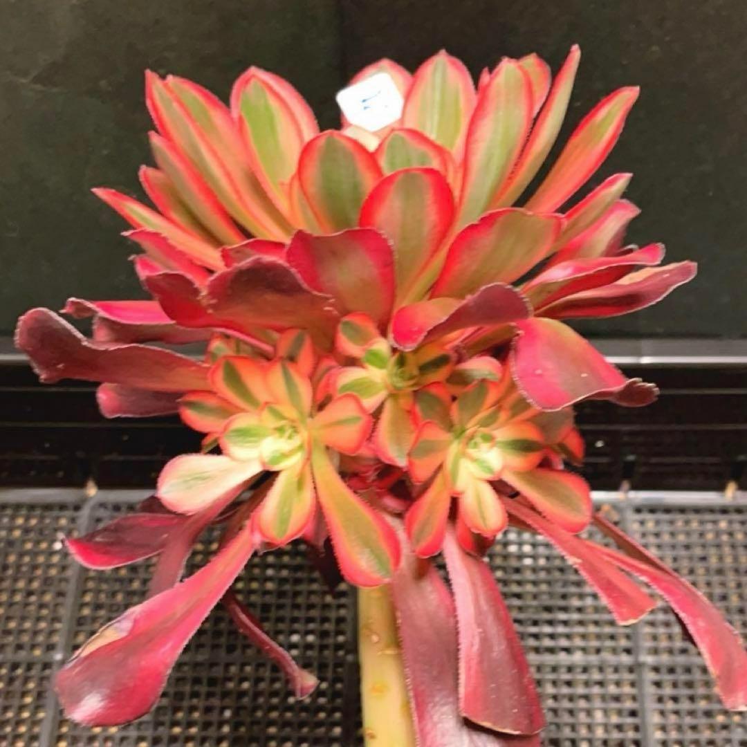 50#多肉植物アエオニウム錦❤️ シャネル ❤️1大頭8小頭17cm高22cm拨き苗