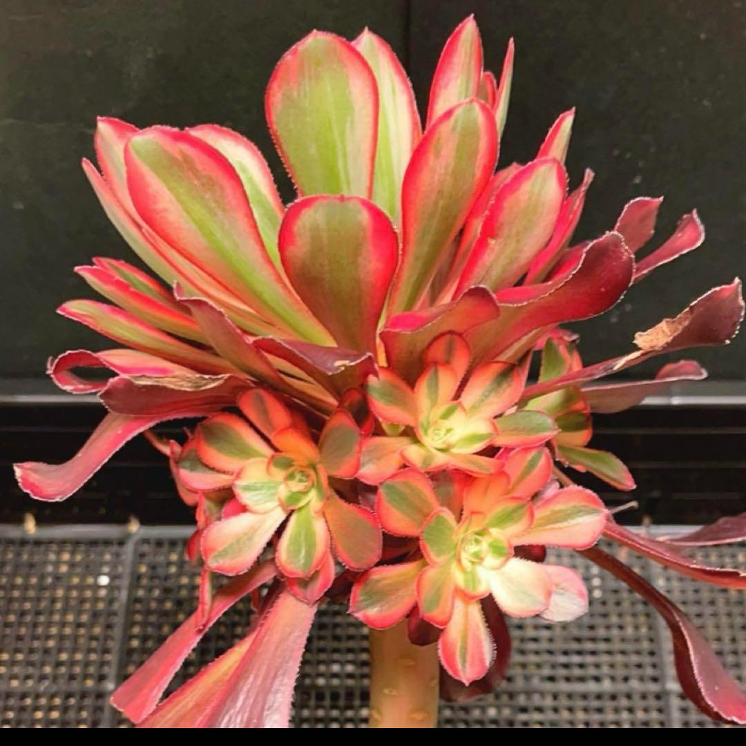 50#多肉植物アエオニウム錦❤️ シャネル ❤️1大頭8小頭17cm高22cm拨き苗