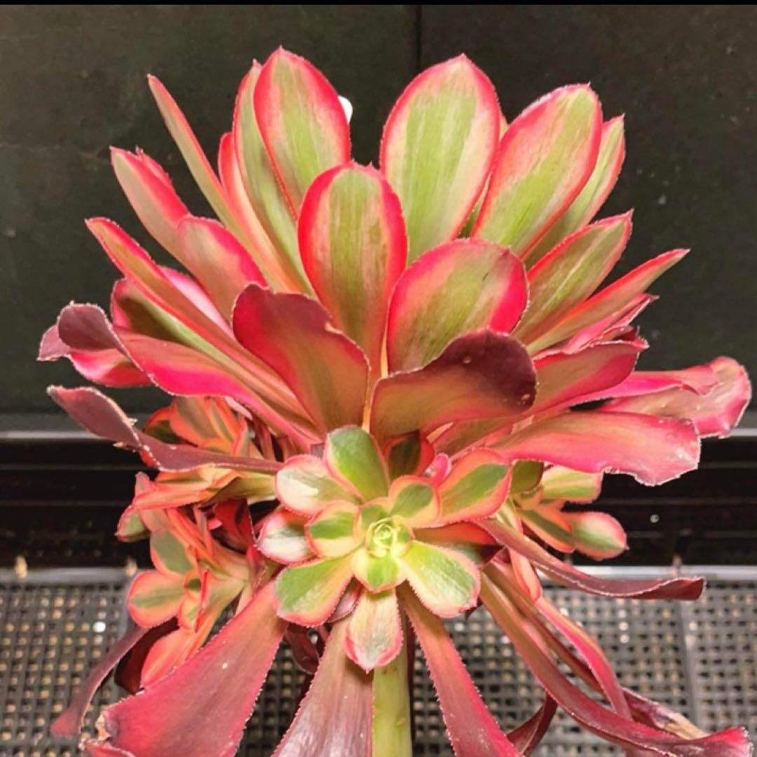 50#多肉植物アエオニウム錦❤️ シャネル ❤️1大頭8小頭17cm高22cm拨き苗