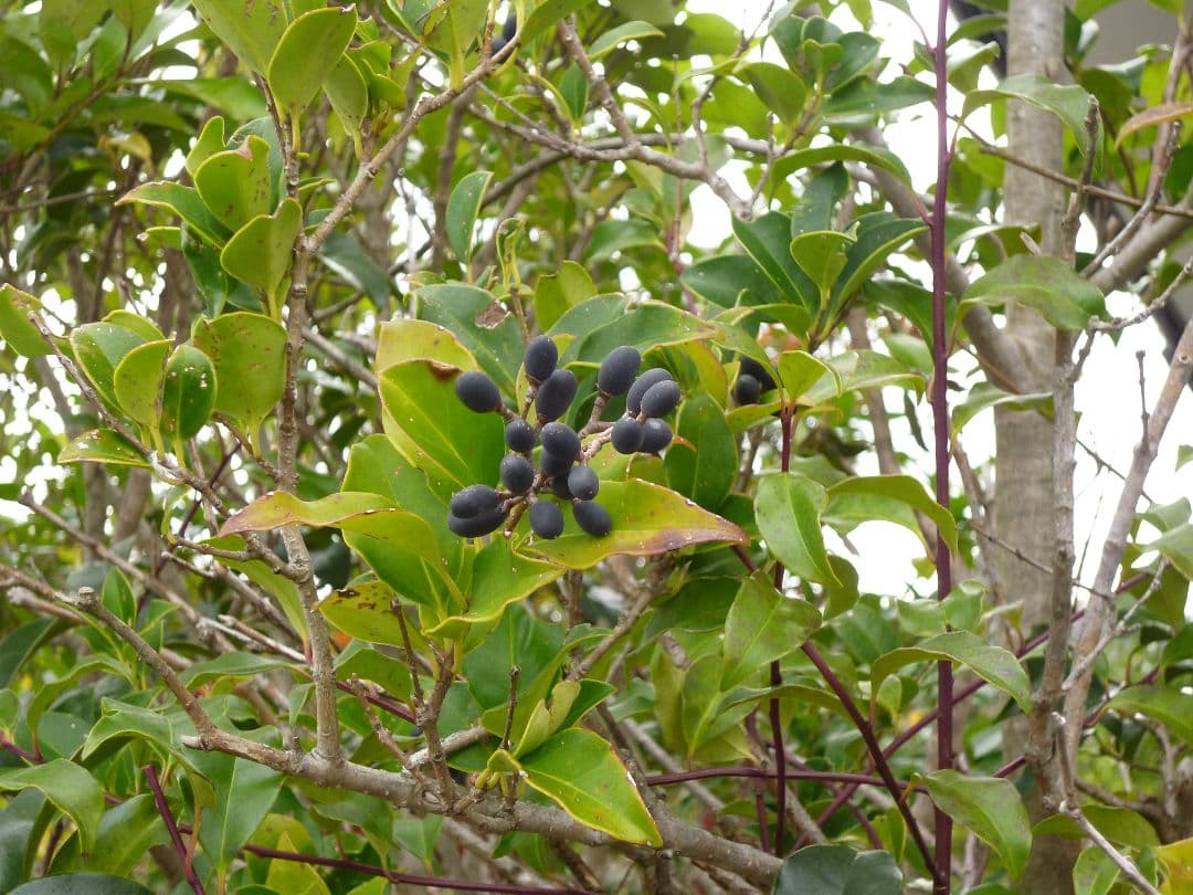 ⭐️LUMIX DMC-FX77 コンデジ 動作確認済 オールド リリーホワイト