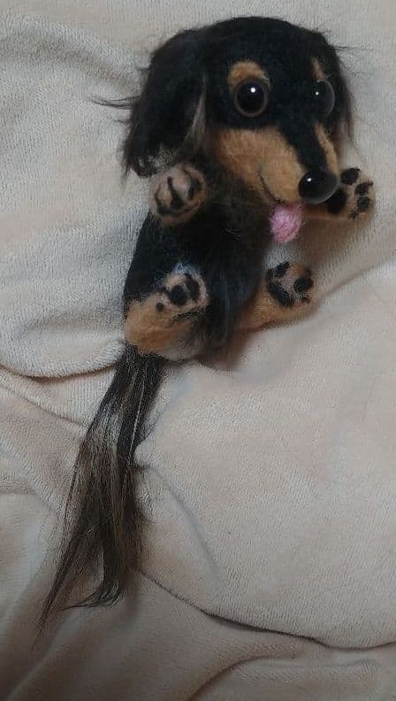 羊毛フェルト　ダックス　ブラックタン