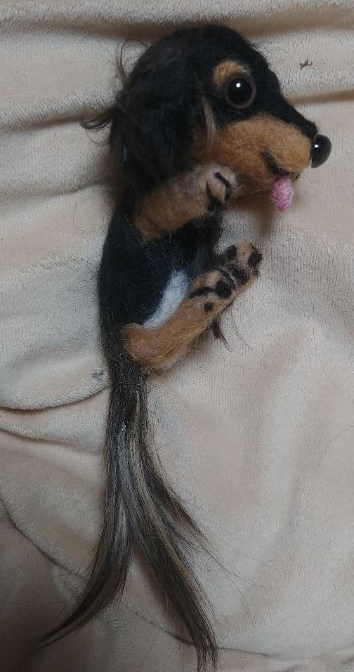 羊毛フェルト　ダックス　ブラックタン