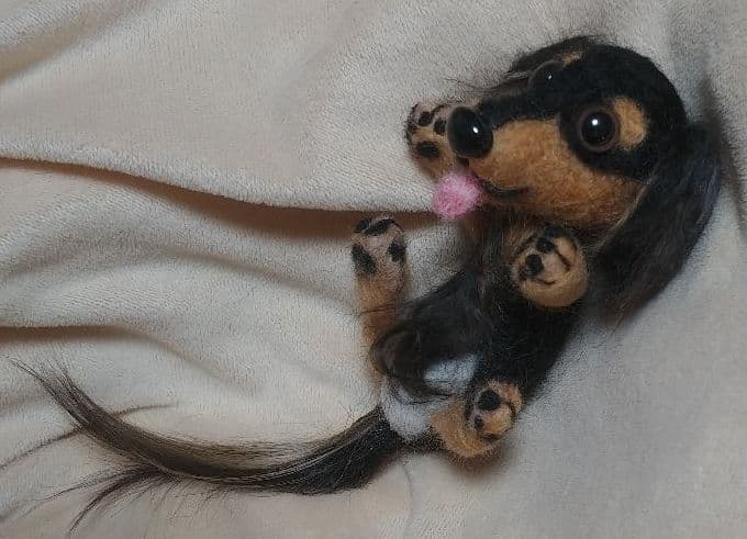 羊毛フェルト　ダックス　ブラックタン