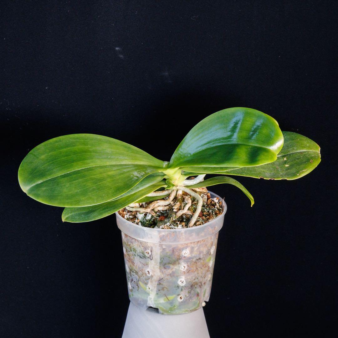 イエローミニ胡蝶蘭 Phal. Mituo Reflex King