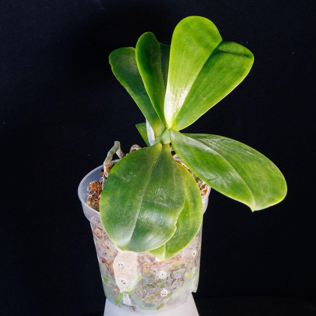 イエローミニ胡蝶蘭 Phal. Mituo Reflex King