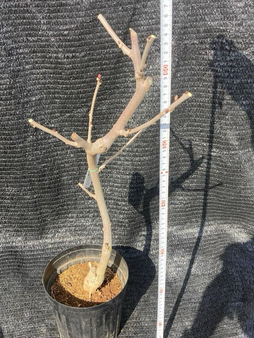 ①*:ஐ白花にピンクの覆輪が入るり咲き進むと白くなる*:ஐ藤・苗木【口紅藤】6号