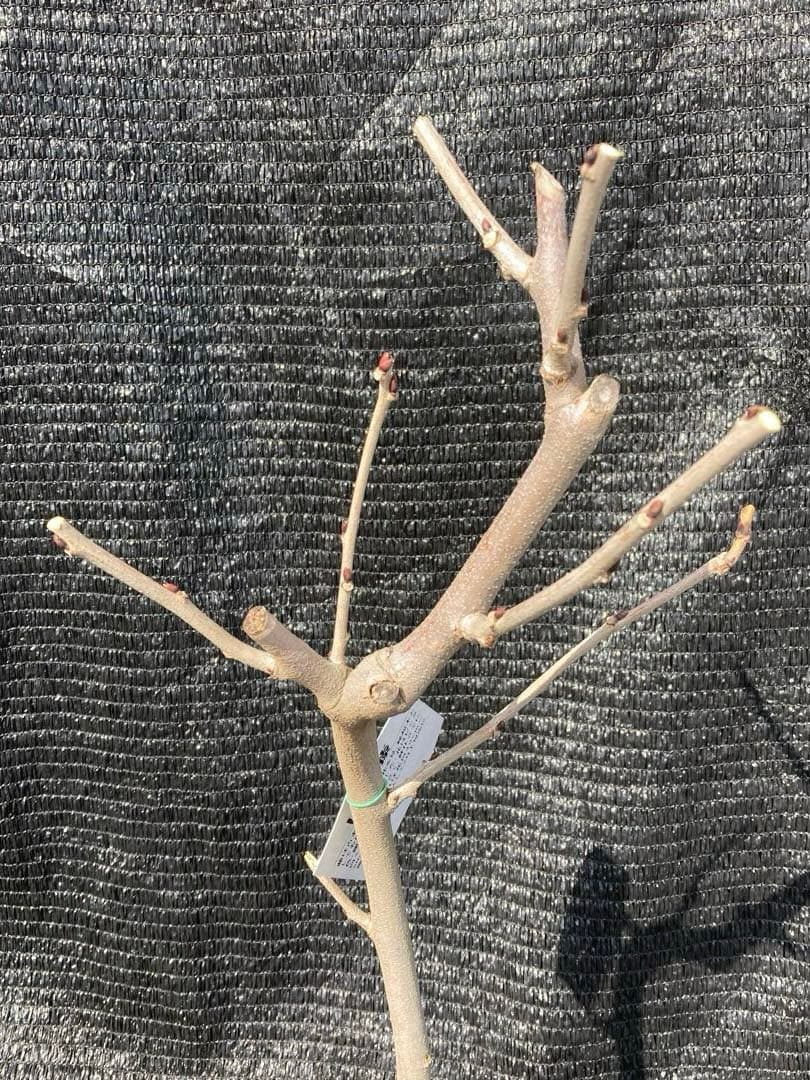 ①*:ஐ白花にピンクの覆輪が入るり咲き進むと白くなる*:ஐ藤・苗木【口紅藤】6号