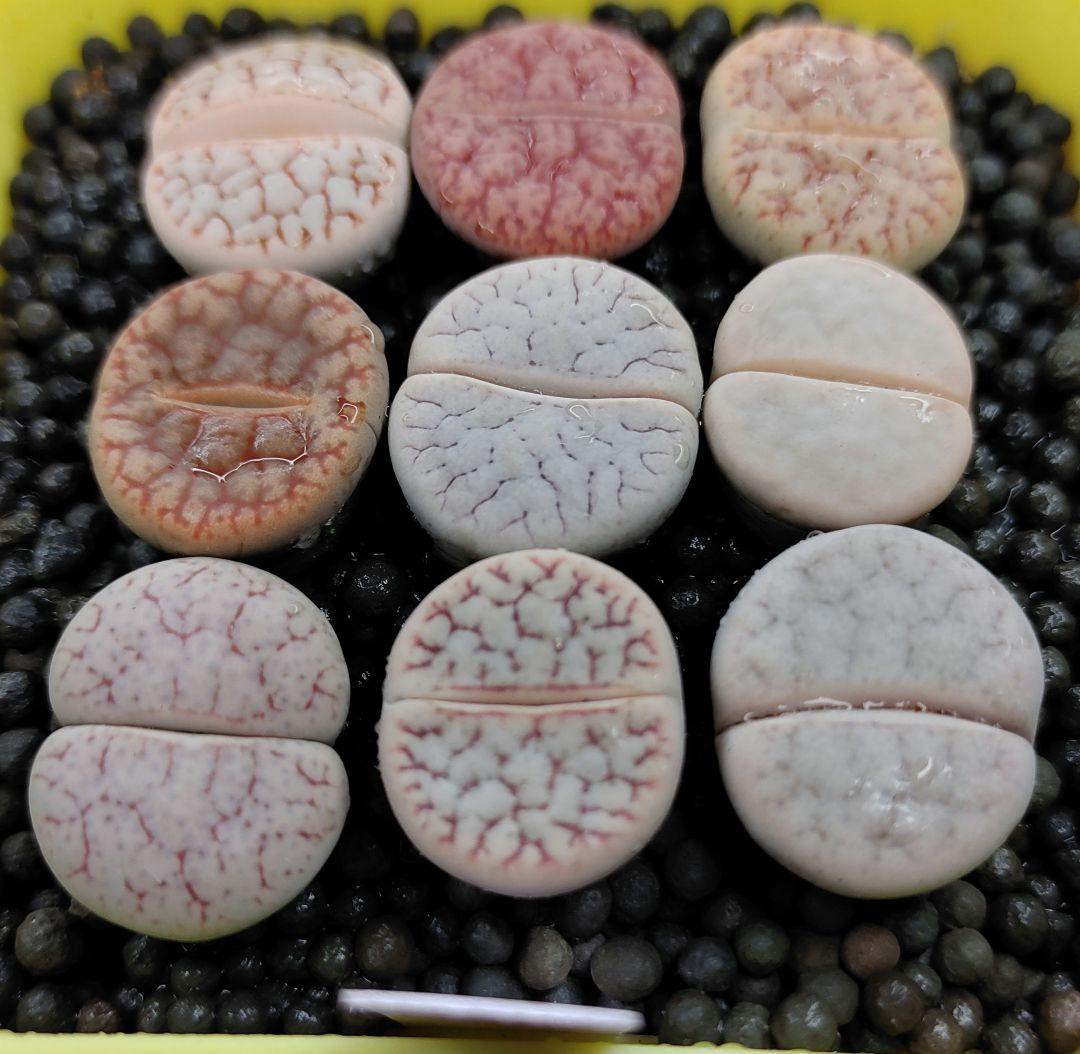 S67、S68 オーダー出品　多肉植物リトープス/コノフィツム　抜き苗