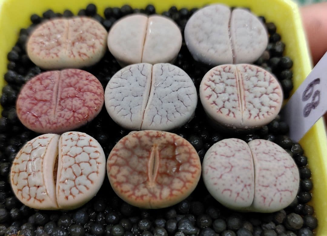 S67、S68 オーダー出品　多肉植物リトープス/コノフィツム　抜き苗