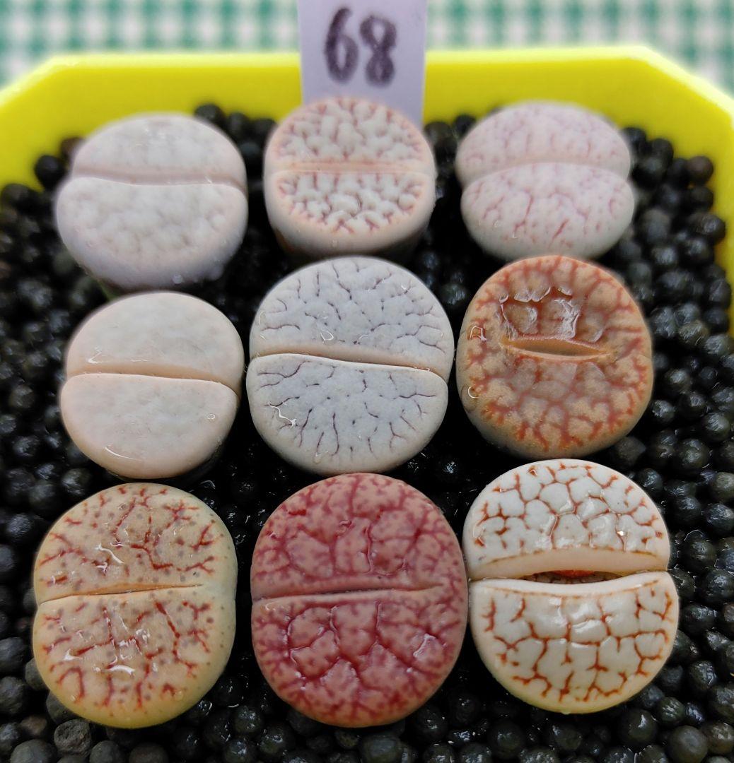 S67、S68 オーダー出品　多肉植物リトープス/コノフィツム　抜き苗