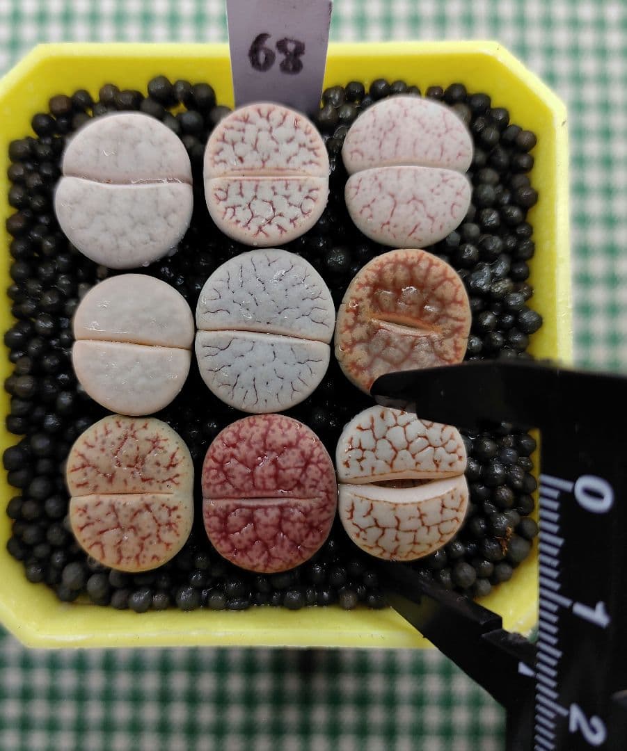 S67、S68 オーダー出品　多肉植物リトープス/コノフィツム　抜き苗