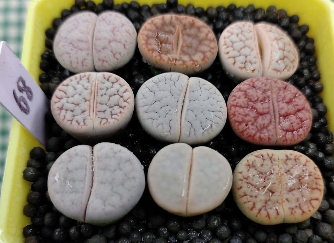 S67、S68 オーダー出品　多肉植物リトープス/コノフィツム　抜き苗