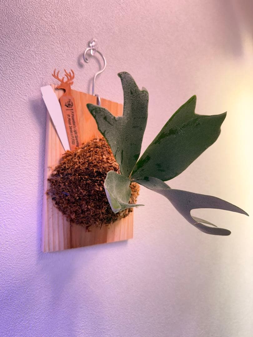 ビカクシダP.Poseidon’s Light Sporeling