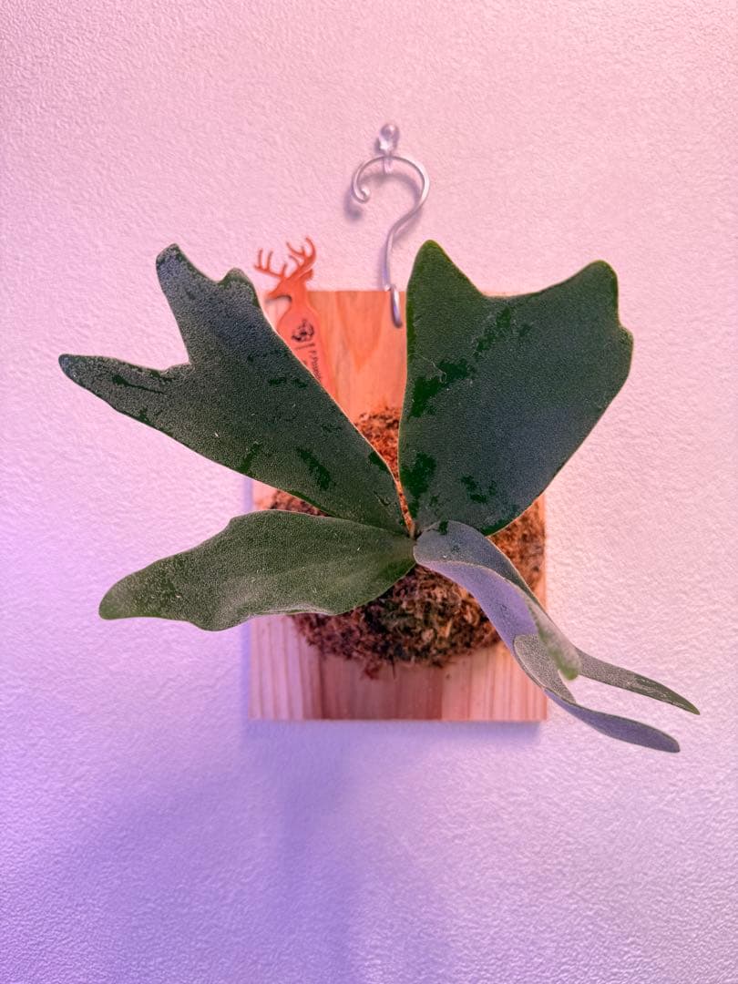 ビカクシダP.Poseidon’s Light Sporeling