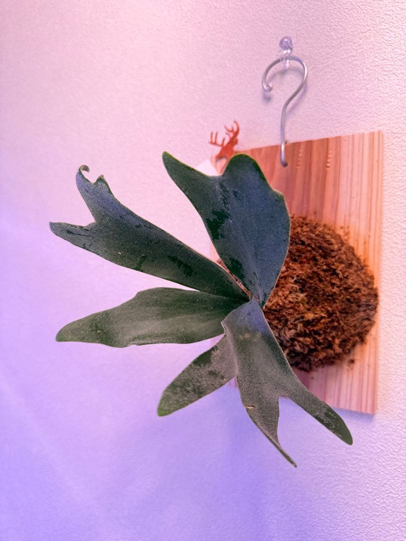 ビカクシダP.Poseidon’s Light Sporeling