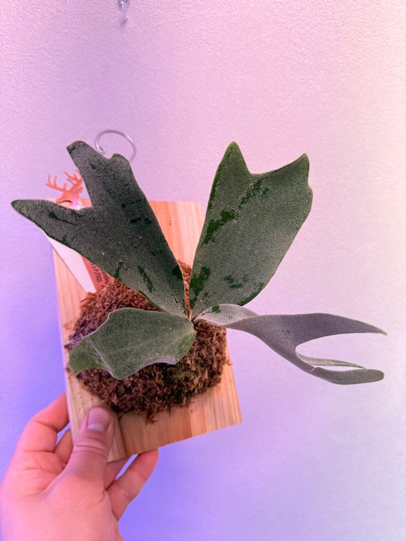 ビカクシダP.Poseidon’s Light Sporeling