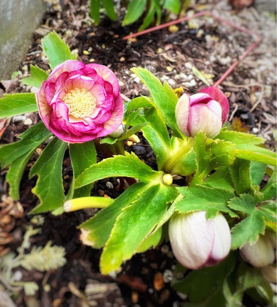 クリスマスローズ　蜃気楼 dd　交配苗　大木ナーサリー