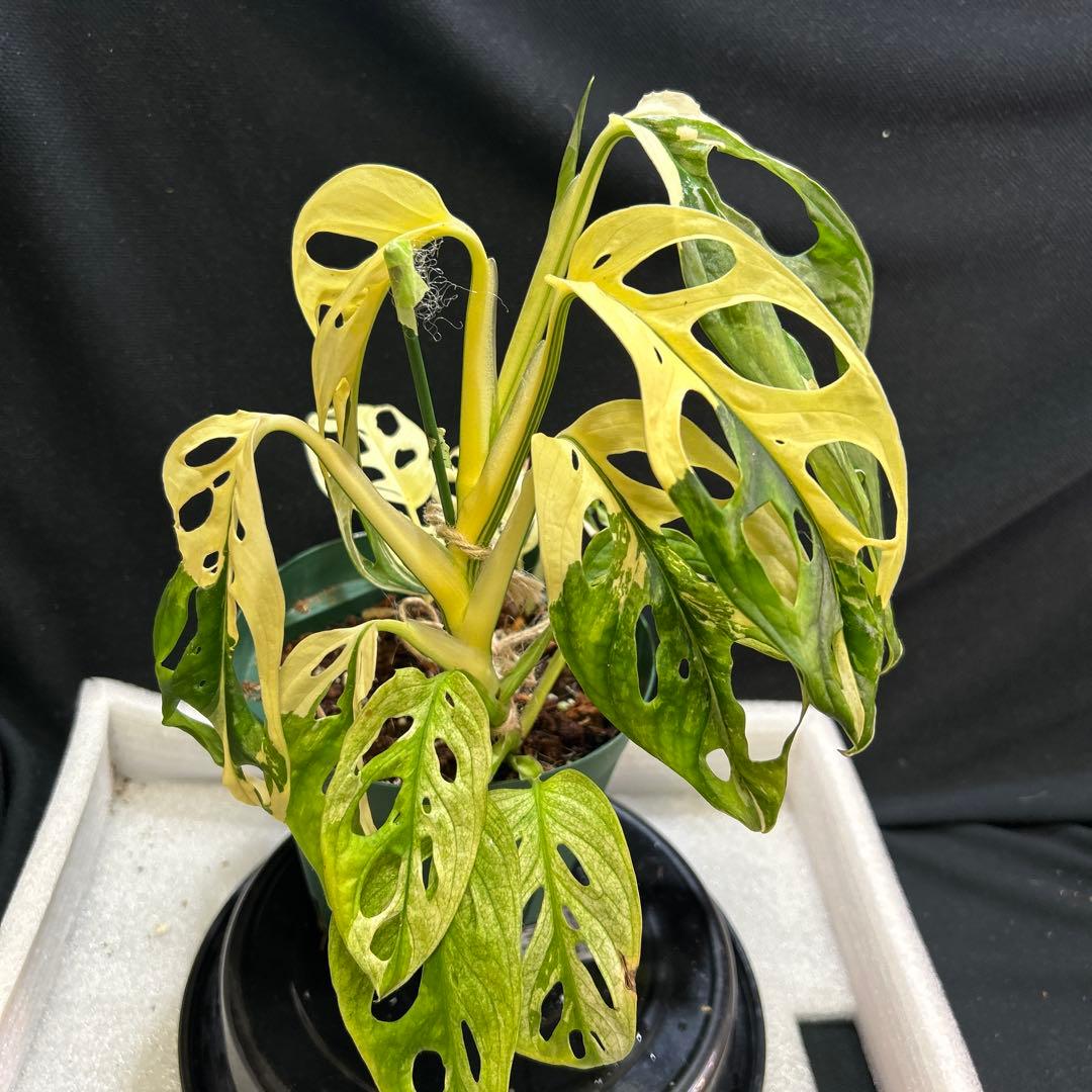 [一鉢3株植え]斑入りモンステラマドカズラ-アダンソニー