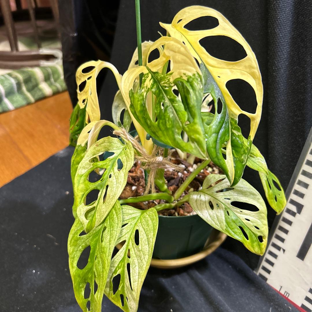 [一鉢3株植え]斑入りモンステラマドカズラ-アダンソニー