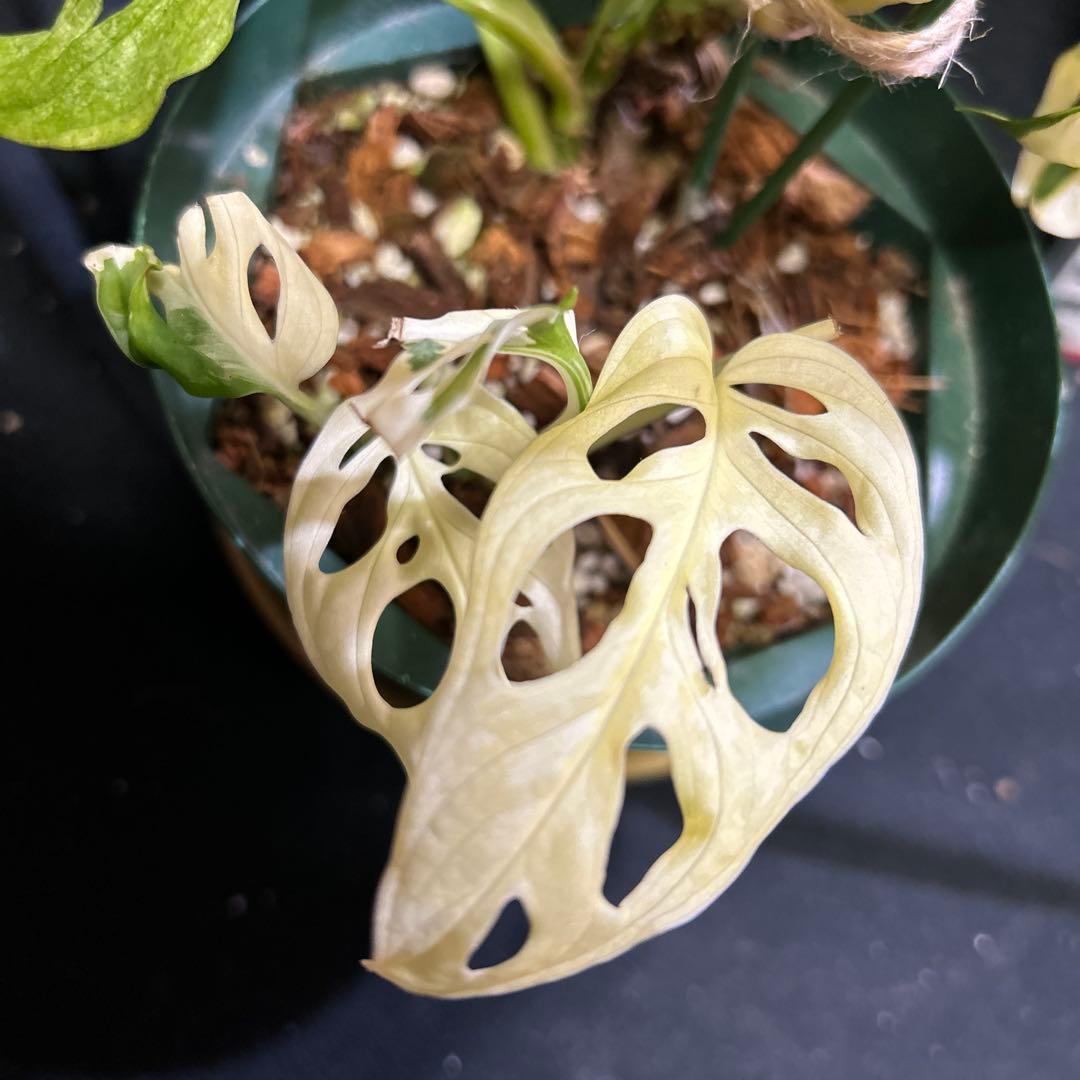 [一鉢3株植え]斑入りモンステラマドカズラ-アダンソニー