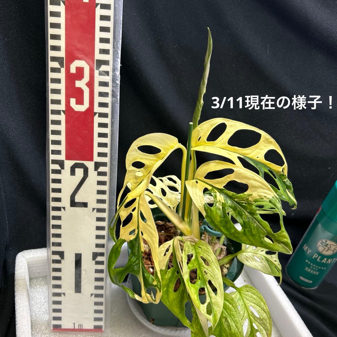 [一鉢3株植え]斑入りモンステラマドカズラ-アダンソニー