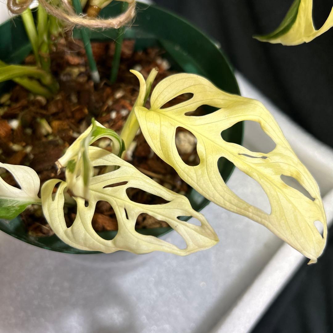 [一鉢3株植え]斑入りモンステラマドカズラ-アダンソニー