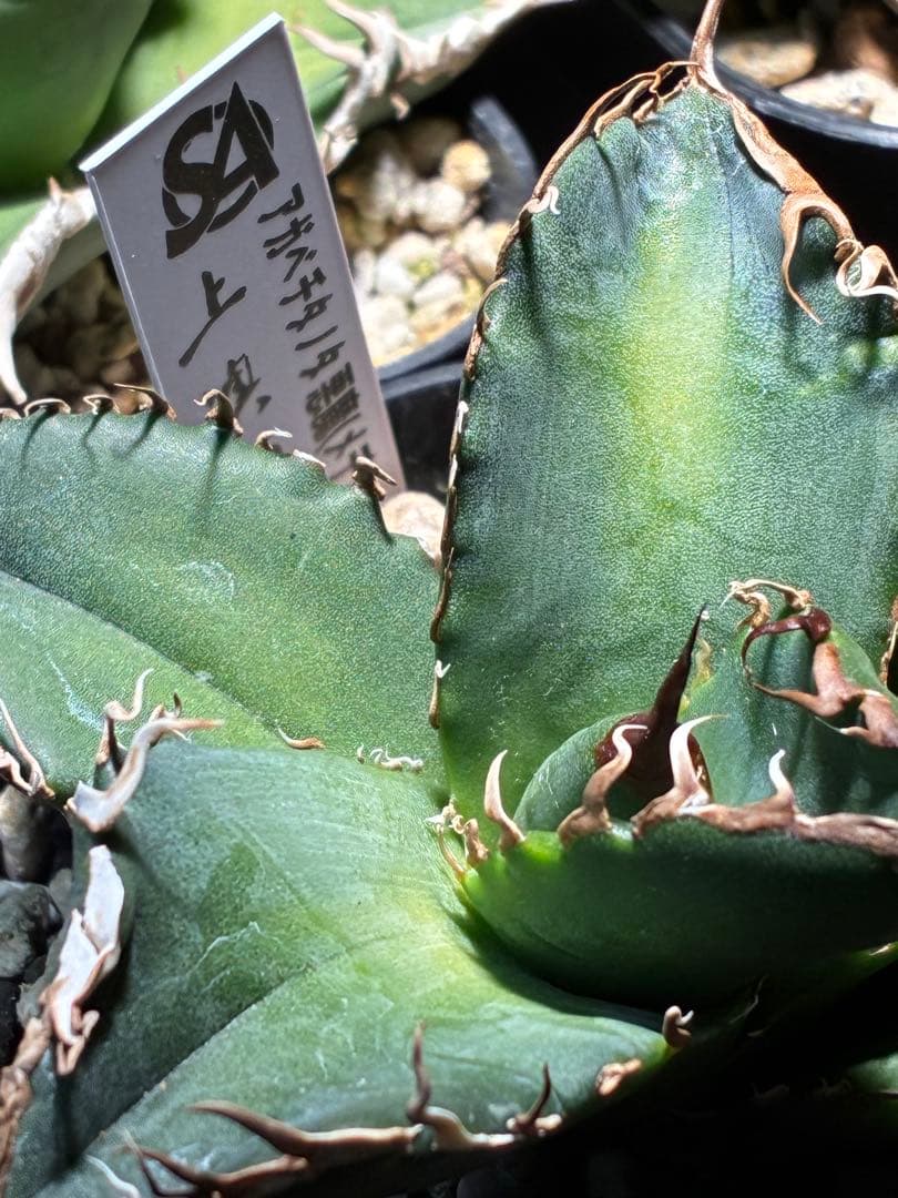 アガベ チタノタ　悪魔くん　メデューサ スーパーチタノタ