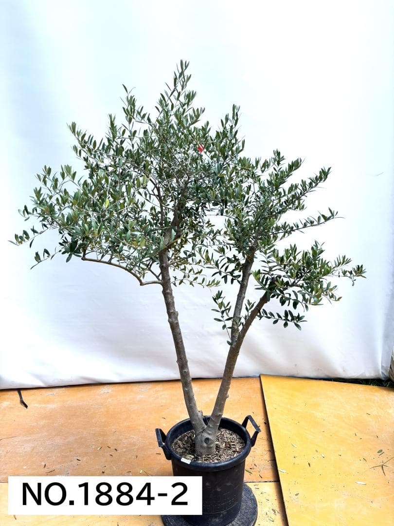 オリーブの木　ネバディロブランコ　約170cm　NO.1884　大型　現品掲載