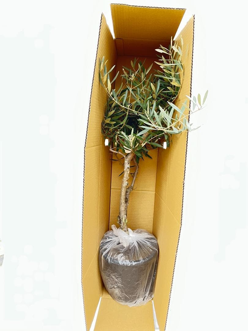 オリーブの木　ネバディロブランコ　約170cm　NO.1884　大型　現品掲載