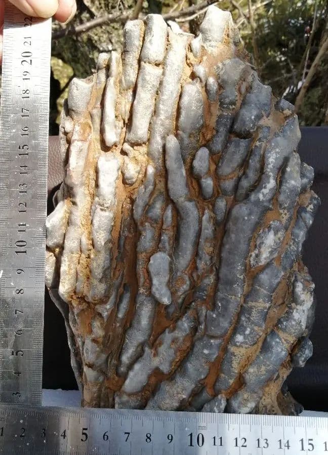 超珍品　珊瑚化石　2.9kg ーt496