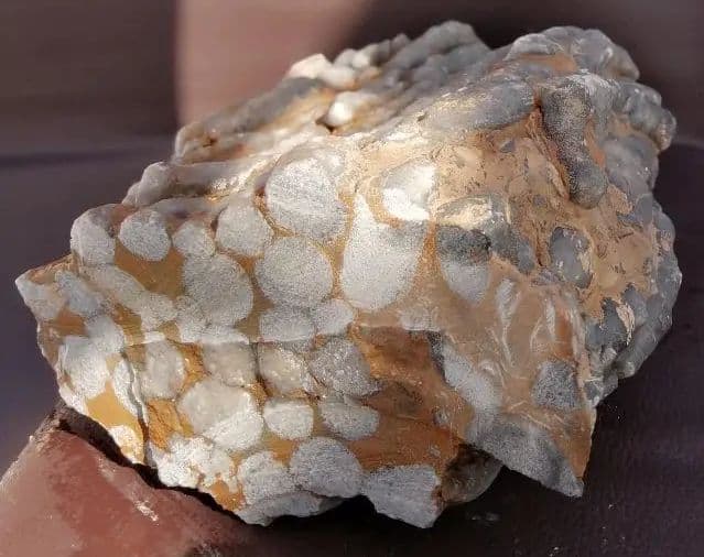 超珍品　珊瑚化石　2.9kg ーt496